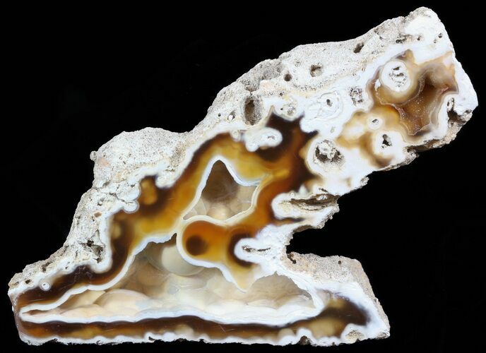 Agatized Fossil Coral Geode - Florida #51633